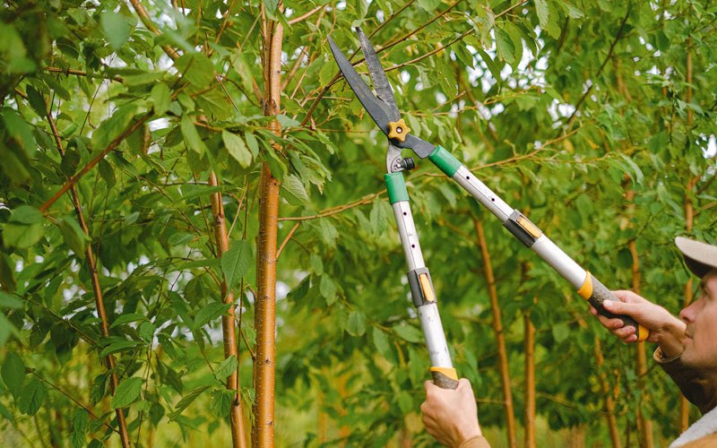 Tree trimming in Carbon, IA