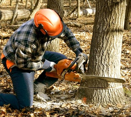 Tree Removal in Carbon, IA